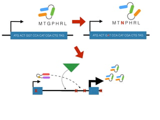 M T G P H R L
ATG ACT GGT CCA CAT CGA CTG TAG
M T N P H R L
ATG ACT GAT CCA CAT CGA CTG TAG
x xx x
 