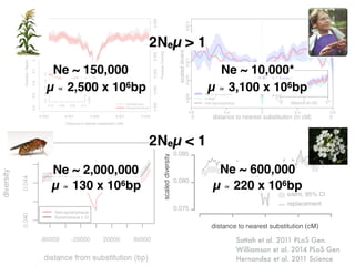 Sattah et al. 2011 PLoS Gen.
Williamson et al. 2014 PLoS Gen
Hernandez et al. 2011 Science
distance to nearest substitution (cM)
scaleddiversity
Ne ~ 150,000 Ne ~ 10,000*
Ne ~ 2,000,000 Ne ~ 600,000
µ ∝ 130 x 106bp µ ∝ 220 x 106bp
µ ∝ 2,500 x 106bp µ ∝ 3,100 x 106bp
2Neµ > 1
2Neµ < 1
 