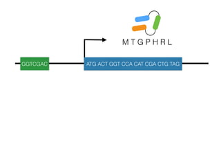 M T G P H R L
GGTCGAC ATG ACT GGT CCA CAT CGA CTG TAG
 