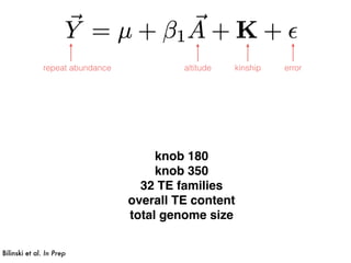 altitude kinship errorrepeat abundance
Bilinski et al. In Prep
knob 180
knob 350
32 TE families
overall TE content
total genome size
 