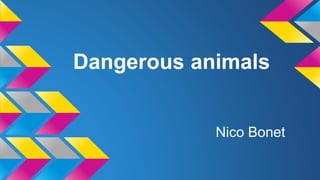 Dangerous animals
Nico Bonet
 