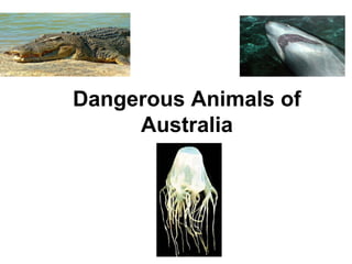 Dangerous Animals of
Australia

 