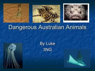 Dangerous Australian Animals

           By Luke
            3NG
 