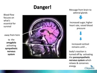 Danger!
Blood flow
focuses on
what’s
essential for
survival

Message from brain to
adrenal glands

Increased sugar, higher
heart rate, raised blood
pressure

away from here
to the
amygdala
activating
sympathetic
nervous
system

increased cortisol
remains until …
body’s reaction is
turned off by activating
the parasympathetic
nervous system which
relaxes & conserves
energy

 