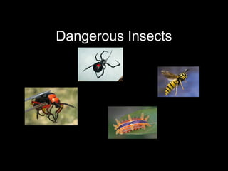 Dangerous Insects
 