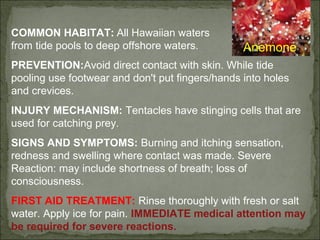 COMMON HABITAT: All Hawaiian waters 
from tide pools to deep offshore waters. 
Anemone 
PREVENTION:Avoid direct contact with skin. While tide 
pooling use footwear and don't put fingers/hands into holes 
and crevices. 
INJURY MECHANISM: Tentacles have stinging cells that are 
used for catching prey. 
SIGNS AND SYMPTOMS: Burning and itching sensation, 
redness and swelling where contact was made. Severe 
Reaction: may include shortness of breath; loss of 
consciousness. 
FIRST AID TREATMENT: Rinse thoroughly with fresh or salt 
water. Apply ice for pain. IMMEDIATE medical attention may 
be required for severe reactions. 
 