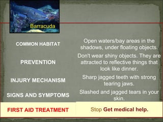 Barracuda 
COMMON HABITAT Open waters/bay areas in the 
shadows, under floating objects. 
PREVENTION 
Don't wear shiny objects. They are 
attracted to reflective things that 
look like dinner. 
INJURY MECHANISM Sharp jagged teeth with strong 
tearing jaws. 
SIGNS AND SYMPTOMS Slashed and jagged tears in your 
skin. 
FIRST AID TREATMENT Stop Get medical help. 
 