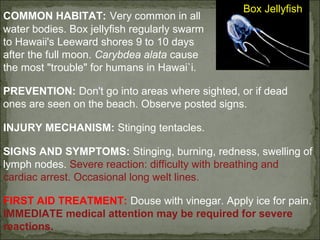 Box Jellyfish 
COMMON HABITAT: Very common in all 
water bodies. Box jellyfish regularly swarm 
to Hawaii's Leeward shores 9 to 10 days 
after the full moon. Carybdea alata cause 
the most "trouble" for humans in Hawai`i. 
PREVENTION: Don't go into areas where sighted, or if dead 
ones are seen on the beach. Observe posted signs. 
INJURY MECHANISM: Stinging tentacles. 
SIGNS AND SYMPTOMS: Stinging, burning, redness, swelling of 
lymph nodes. Severe reaction: difficulty with breathing and 
cardiac arrest. Occasional long welt lines. 
FIRST AID TREATMENT: Douse with vinegar. Apply ice for pain. 
IMMEDIATE medical attention may be required for severe 
reactions. 
 