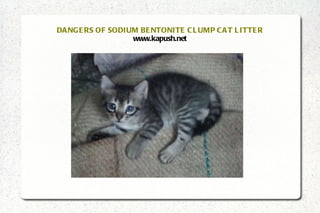 DANGERS OF SODIUM BENTONITE CLUMP CAT LITTER www.kapush.net 