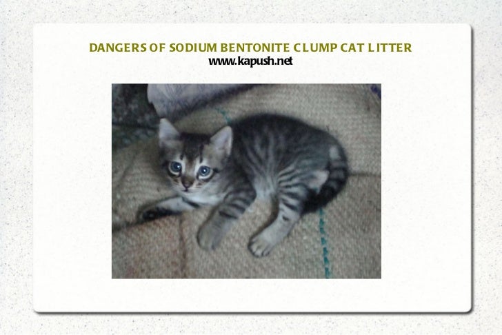What Cat Litter Uses Bentonite What Cat Litter Uses Bentonite