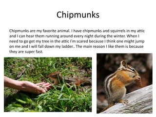 Chipmunks
Chipmunks are my favorite animal. I have chipmunks and squirrels in my attic
and I can hear them running around every night during the winter. When I
need to go get my tree in the attic I'm scared because I think one might jump
on me and I will fall down my ladder.. The main reason I like them is because
they are super fast.
 