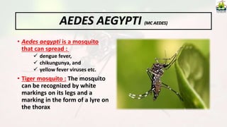• Aedes aegypti is a mosquito
that can spread :
 dengue fever,
 chikungunya, and
 yellow fever viruses etc.
• Tiger mosquito : The mosquito
can be recognized by white
markings on its legs and a
marking in the form of a lyre on
the thorax
AEDES AEGYPTI (MC AEDES)
 