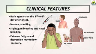 • Rash appears on the 3rd to 4th
day after onset.
• Nausea, vomiting.
• Slight gum bleeding and nasal
bleeding.
• Extreme fatigue and
depression may follow
recovery.
HEAD ACHE
MUSCLE ACHE
JOINT ACHE
BACK ACHE
CLINICAL FEATURES
RASH
 