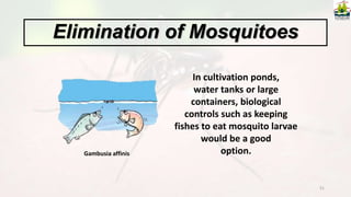 51
In cultivation ponds,
water tanks or large
containers, biological
controls such as keeping
fishes to eat mosquito larvae
would be a good
option.
Elimination of Mosquitoes
Gambusia affinis
 