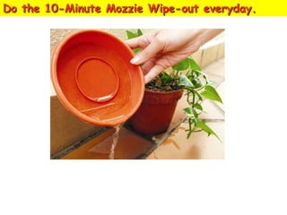 Do the 10-Minute Mozzie Wipe-out everyday.

Remove water from flowerpot plates on
alternate days.

 