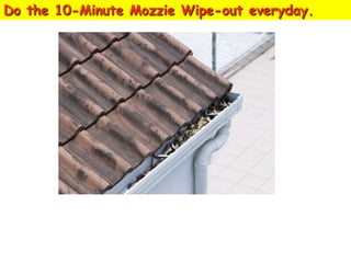 Do the 10-Minute Mozzie Wipe-out everyday.

Clear blockages and put Bti insecticide in roof
gutters monthly.

 