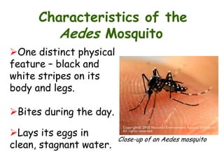 Characteristics of the
Aedes Mosquito
One distinct physical
feature – black and
white stripes on its
body and legs.

Bites during the day.
Lays its eggs in
clean, stagnant water.

Close-up of an Aedes mosquito

 