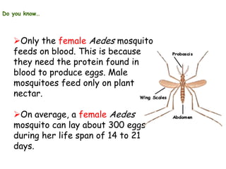 Do you know…

Only the female Aedes mosquito
feeds on blood. This is because
they need the protein found in
blood to produce eggs. Male
mosquitoes feed only on plant
nectar.
On average, a female Aedes
mosquito can lay about 300 eggs
during her life span of 14 to 21
days.

 