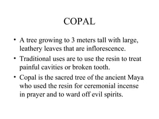 COPAL
• A tree growing to 3 meters tall with large,
leathery leaves that are inflorescence.
• Traditional uses are to use the resin to treat
painful cavities or broken tooth.
• Copal is the sacred tree of the ancient Maya
who used the resin for ceremonial incense
in prayer and to ward off evil spirits.
 