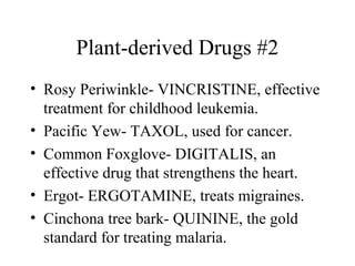 Plant-derived Drugs #2
• Rosy Periwinkle- VINCRISTINE, effective
treatment for childhood leukemia.
• Pacific Yew- TAXOL, used for cancer.
• Common Foxglove- DIGITALIS, an
effective drug that strengthens the heart.
• Ergot- ERGOTAMINE, treats migraines.
• Cinchona tree bark- QUININE, the gold
standard for treating malaria.
 