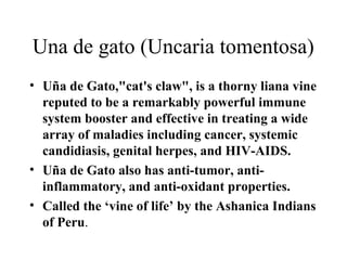 Una de gato (Uncaria tomentosa)
• Uña de Gato,"cat's claw", is a thorny liana vine
reputed to be a remarkably powerful immune
system booster and effective in treating a wide
array of maladies including cancer, systemic
candidiasis, genital herpes, and HIV-AIDS.
• Uña de Gato also has anti-tumor, anti-
inflammatory, and anti-oxidant properties.
• Called the ‘vine of life’ by the Ashanica Indians
of Peru.
 