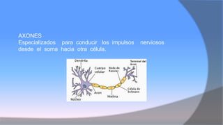 AXONES
Especializados para conducir los impulsos nerviosos
desde el soma hacia otra célula.
 