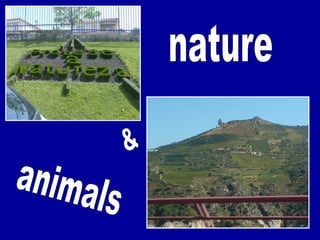 nature & animals 