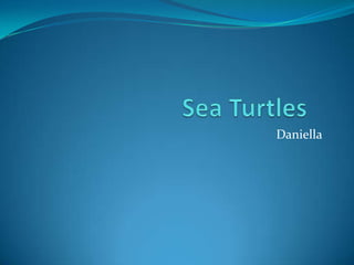 Sea Turtles	 Daniella 