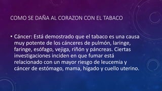 COMO SE DAÑA AL CORAZON CON EL TABACO
• Cáncer: Está demostrado que el tabaco es una causa
muy potente de los cánceres de pulmón, laringe,
faringe, esófago, vejiga, riñón y páncreas. Ciertas
investigaciones inciden en que fumar está
relacionado con un mayor riesgo de leucemia y
cáncer de estómago, mama, hígado y cuello uterino.
 