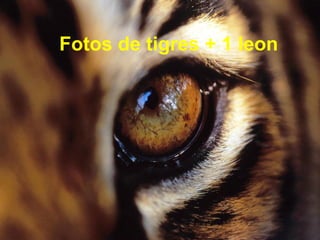 Fotos de tigres + 1 leon

 