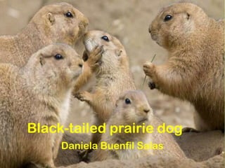 Black-tailed prairie dog
     Daniela Buenfil Salas
 