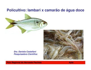 Policultivo: lambari x camarão de água doce




      Dra. Daniela Castellani
      Pesquisadora Científica



Pólo Regional do Noroeste Paulista   Apta
 