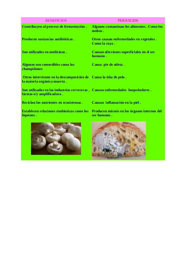 benficios y perjuicios de los hongos benficios y perjuicios de los hongos