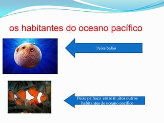 os habitantes do oceano pacífico Peixe balãoPeixe palhaço  entre muitos outros habitantes do oceano pacífico
