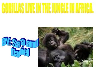 GORILLAS LIVE IN THE JUNGLE IN AFRICA. BY: Sara and Daniel