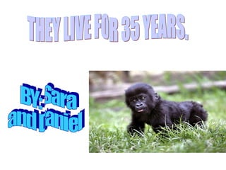 THEY LIVE FOR 35 YEARS. BY: Sara and Daniel