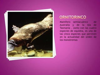 ORNITORINCOMamífero semiacuático  de Australia y de la isla de Tasmania . Junto con las cuatro especies de equidna, es una de las cinco especies que perviven en la actualidad del orden de los monotremas