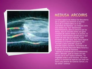 MEDUSA  ARCOIRISLa nueva especie de medusa fue descubierta por la experta Lisa Gershwin la localizó cerca de un embarcadero en la isla Australiana de Tasmania. Las medusas como esta emiten una “luz” denominada bioluminiscencia, pero al contrario que las demás, esta en concreto emite una gama completa de colores similar a un arcoíris. El animal es relativamente grande para lo que suelen ser este tipo de animales, mide alrededor de unos 13cm. Esta nueva especie pertenece a la familia Ctenophora, una “extraño y poco conocido” grupo de animales explico Gershwis, funcionaria del Museo de Ciencias Naturales Reina Victoria y la Galería de Arte de Tasmania.“Además el invertebrado es increíblemente débil y delicado, pues se rompe con sólo tocarlo con la red” explico Gershwis, “su fragilidad unido a otros factores, nos hacen pensar la cantidad de especies que están ahí fuera justo delante de nuestras narices y no las vemos” continuo