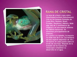 Rana De CRISTALLa rana de cristal o rana vidrio (Hyalinobatrachiumfleischmanni) vive en los bosques húmedos de Costa Rica, Panamá, Brasil, Ecuador, Honduras y México. Mide algo más de 2 centímetros de longitud y es una especie arbórea de hábitos nocturnos. Se alimentan principalmente de insectos.En cuanto a su tamaño, la mayoría no mide más de 5 cm. Las hembras de esta especie depositan de 18 a 30 huevos en cada puesta sobre el envés de una hoja. Después de la eclosión de los huevos los renacuajos completan su desarrollo en el agua.
