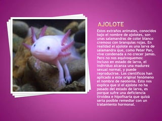  Ajolote Estos extraños animales, conocidos bajo el nombre de ajolotes, son unas salamandras de color blanco cremoso con branquias rojas. En realidad el ajolote es una larva de salamandra que, como Peter Pan, vive condenada a no crecer jamás. Pero no nos equivoquemos: incluso en estado de larva, el individuo alcanza una madurez sexual normal, y puede reproducirse. Los científicos han aplicado a este original fenómeno el nombre de neotenia. Esto nos explica que si el ajolote no ha pasado del estado de larva, es porque sufre una deficiencia tiroidea e hipofisaria que quizá sería posible remediar con un tratamiento hormonal.