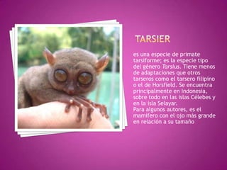 TARSIERes una especie de primate tarsiforme; es la especie tipo del género Tarsius. Tiene menos de adaptaciones que otros tarseros como el tarsero filipino o el de Horsfield. Se encuentra principalmente en Indonesia, sobre todo en las islas Célebes y en la isla Selayar.Para algunos autores, es el mamífero con el ojo más grande en relación a su tamaño