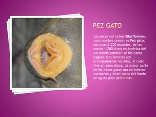 PEZ GATOLos peces del orden Siluriformes, cuyo nombre común es Pez gato, son unas 2.200 especies, de las cuales 1.200 viven en América del Sur donde también se les llama bagres. Dos familias son principalmente marinas, el resto vive en agua dulce. La mayor parte de los peces gatos son carroñeros nocturnos y viven cerca del fondo en aguas poco profundas