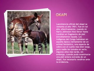 OKAPILaexistencia oficial del okapi se remonta al año 1901. Fue en tal año, efectivamente, cuando sir Harry Johnston hizo llevar hasta Londres un fragmento de piel extrañamente rayada. Los indígenas del Congo hablaban en aquella época ciertamente de un animal fantástico, una especie de cebra con el cuello más bien largo, pero nadie les tomaba en serio. Algunos años más tarde, sin embargo, cuando pudo examinarse una piel entera extraída de un okapi, fue necesario rendirse ante la evidencia.