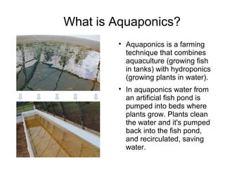 What is Aquaponics?

Aquaponics is a farming
technique that combines
aquaculture (growing fish
in tanks) with hydroponics...
