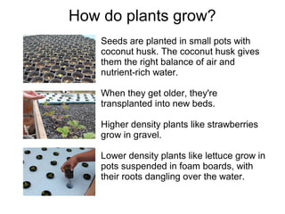 How do plants grow?
Seeds are planted in small pots with
coconut husk. The coconut husk gives
them the right balance of ai...