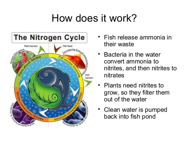 aquaponics: sustainable agriculture