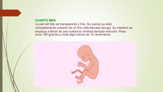 CUARTO MES
La piel del feto es transparente y fina. Su cuerpo ya está
completamente cubierto de un fino vello llamado lanugo. Su intestino se
empieza a llenar de una sustancia verdosa llamada meconio. Pesa
unos 180 gramos y mide algo menos de 15 centímetros.
 