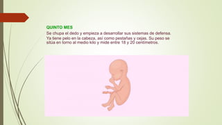 QUINTO MES
Se chupa el dedo y empieza a desarrollar sus sistemas de defensa.
Ya tiene pelo en la cabeza, así como pestañas y cejas. Su peso se
sitúa en torno al medio kilo y mide entre 18 y 20 centímetros.
 