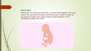 SEXTO MES
Pasa entre 18 y 20 horas durmiendo y, cuando está despierto, se mueve
mucho. Su cara está terminada y ya abre los ojos. La piel se cubre de
una grasa conocida como vérnix caseoso. Mide alrededor de 25
centímetros y pesa casi un kilo.
 