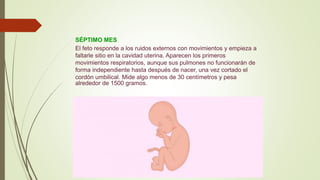 SÉPTIMO MES
El feto responde a los ruidos externos con movimientos y empieza a
faltarle sitio en la cavidad uterina. Aparecen los primeros
movimientos respiratorios, aunque sus pulmones no funcionarán de
forma independiente hasta después de nacer, una vez cortado el
cordón umbilical. Mide algo menos de 30 centímetros y pesa
alrededor de 1500 gramos.
 